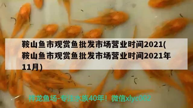 鞍山魚市觀賞魚批發(fā)市場營業(yè)時間2021(鞍山魚市觀賞魚批發(fā)市場營業(yè)時間2021年11月) 觀賞魚批發(fā)