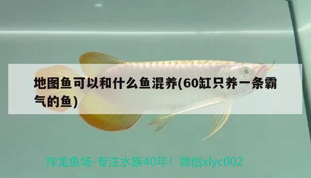 地圖魚(yú)可以和什么魚(yú)混養(yǎng)(60缸只養(yǎng)一條霸氣的魚(yú))