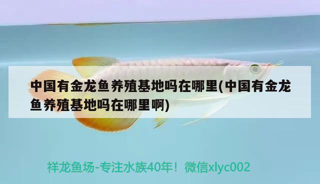 中國有金龍魚養(yǎng)殖基地嗎在哪里(中國有金龍魚養(yǎng)殖基地嗎在哪里啊) 帝王迷宮