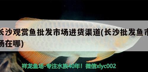 長(zhǎng)沙觀賞魚批發(fā)市場(chǎng)進(jìn)貨渠道(長(zhǎng)沙批發(fā)魚市場(chǎng)在哪) 觀賞魚批發(fā)