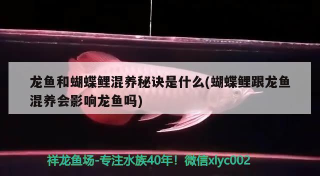 龍魚和蝴蝶鯉混養(yǎng)秘訣是什么(蝴蝶鯉跟龍魚混養(yǎng)會(huì)影響龍魚嗎)