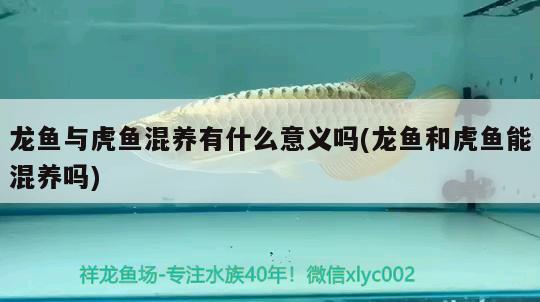 龍魚與虎魚混養(yǎng)有什么意義嗎(龍魚和虎魚能混養(yǎng)嗎)