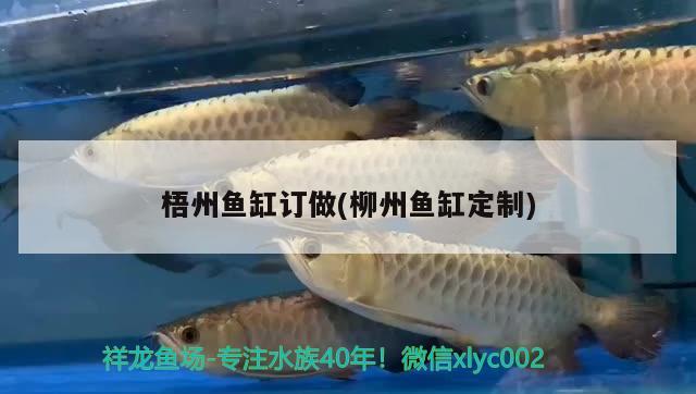 梧州魚缸訂做(柳州魚缸定制) 白化巴西龜（白巴）