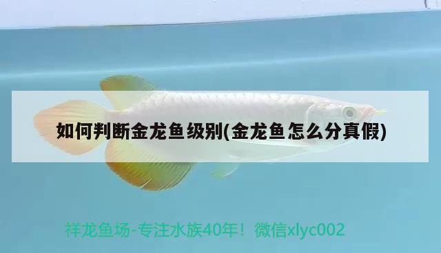 如何判斷金龍魚級別(金龍魚怎么分真假) 杰西卡恐龍魚