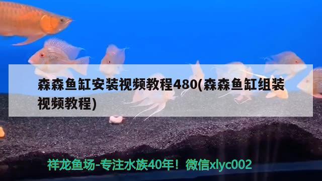 森森魚缸安裝視頻教程480(森森魚缸組裝視頻教程) 招財戰(zhàn)船魚