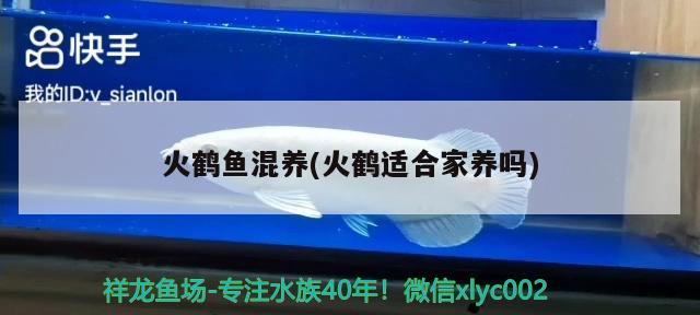 火鶴魚混養(yǎng)(火鶴適合家養(yǎng)嗎)