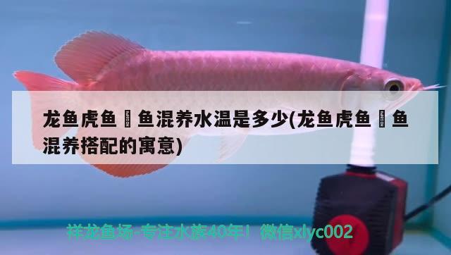 龍魚虎魚魟魚混養(yǎng)水溫是多少(龍魚虎魚魟魚混養(yǎng)搭配的寓意) 虎魚百科