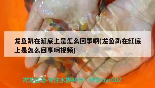 龍魚趴在缸底上是怎么回事啊(龍魚趴在缸底上是怎么回事啊視頻) 稀有紅龍品種