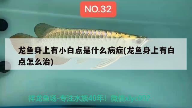 龍魚身上有小白點是什么病癥(龍魚身上有白點怎么治)