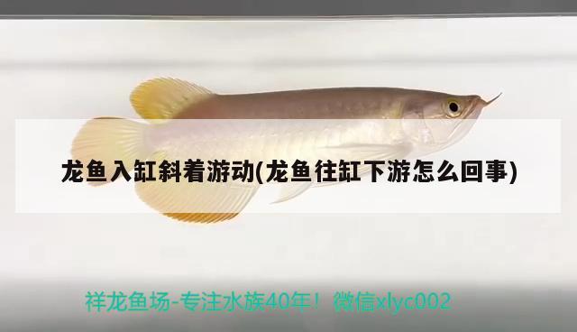 龍魚入缸斜著游動(龍魚往缸下游怎么回事)