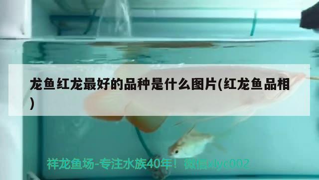 龍魚紅龍最好的品種是什么圖片(紅龍魚品相)