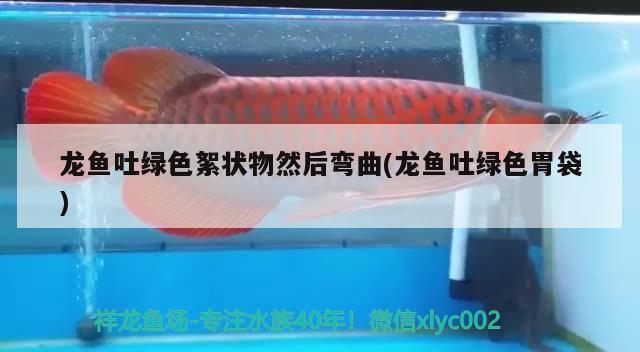 龍魚吐綠色絮狀物然后彎曲(龍魚吐綠色胃袋)