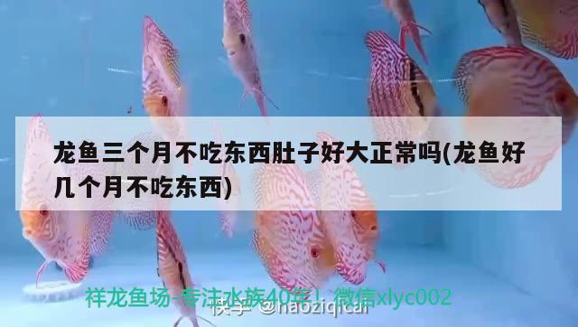 龍魚三個月不吃東西肚子好大正常嗎(龍魚好幾個月不吃東西)