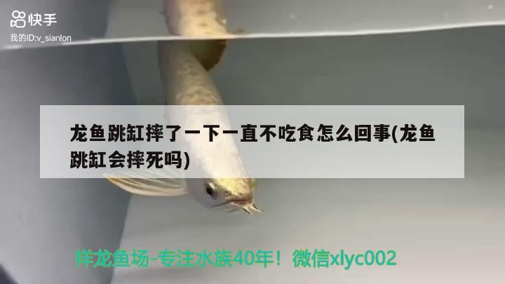 龍魚跳缸摔了一下一直不吃食怎么回事(龍魚跳缸會摔死嗎) 赤荔鳳冠魚