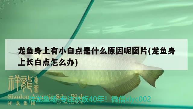 龍魚身上有小白點是什么原因呢圖片(龍魚身上長白點怎么辦) 哥倫比亞巨暴魚苗