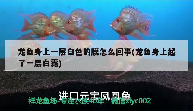 龍魚身上一層白色的膜怎么回事(龍魚身上起了一層白霜)