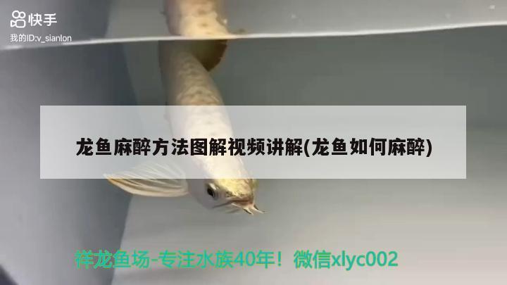 龍魚麻醉方法圖解視頻講解(龍魚如何麻醉)