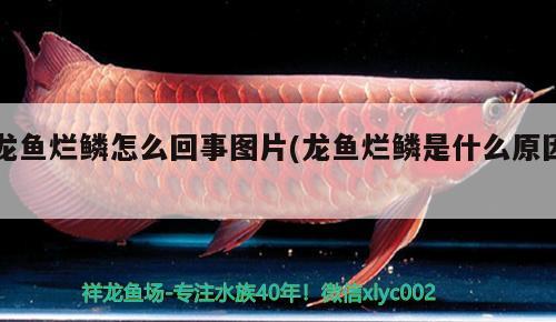 龍魚爛鱗怎么回事圖片(龍魚爛鱗是什么原因) 豹紋夫魚苗