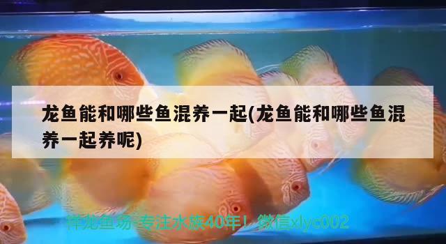 龍魚能和哪些魚混養(yǎng)一起(龍魚能和哪些魚混養(yǎng)一起養(yǎng)呢)