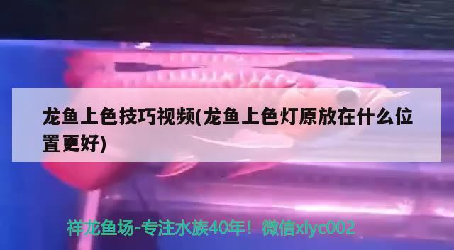 龍魚上色技巧視頻(龍魚上色燈原放在什么位置更好)