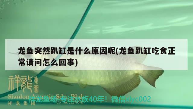 龍魚突然趴缸是什么原因呢(龍魚趴缸吃食正常請問怎么回事) 龍鳳鯉魚