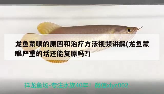 龍魚蒙眼的原因和治療方法視頻講解(龍魚蒙眼嚴(yán)重的話還能復(fù)原嗎?) 狗仔（招財(cái)貓)魚苗