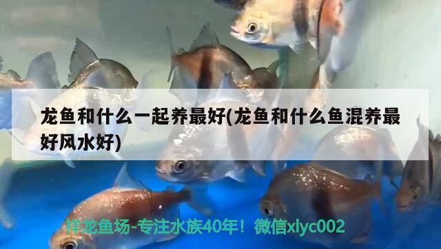 龍魚和什么一起養(yǎng)最好(龍魚和什么魚混養(yǎng)最好風(fēng)水好) 魚缸風(fēng)水