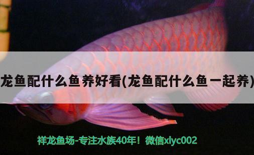 龍魚配什么魚養(yǎng)好看(龍魚配什么魚一起養(yǎng))