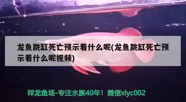 龍魚跳缸死亡預(yù)示著什么呢(龍魚跳缸死亡預(yù)示著什么呢視頻) 祥龍水族護理水