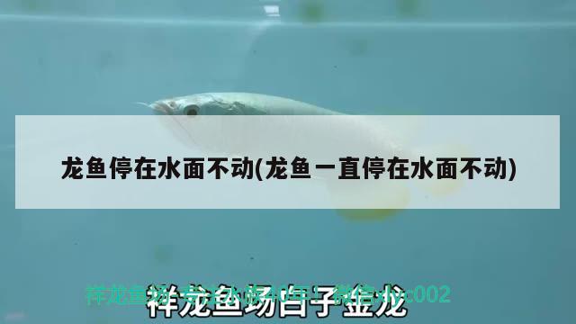 龍魚停在水面不動(dòng)(龍魚一直停在水面不動(dòng)) 暹羅巨鯉