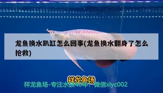 龍魚換水趴缸怎么回事(龍魚換水翻身了怎么搶救)