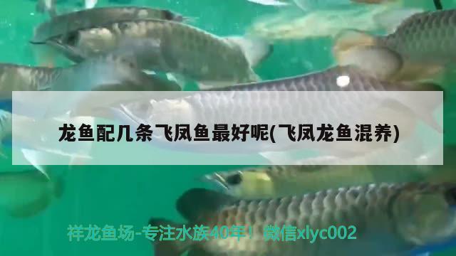 龍魚配幾條飛鳳魚最好呢(飛鳳龍魚混養(yǎng))