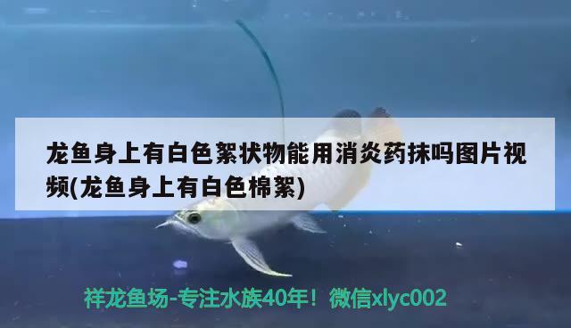 龍魚身上有白色絮狀物能用消炎藥抹嗎圖片視頻(龍魚身上有白色棉絮) 印尼虎苗