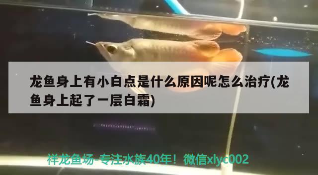 龍魚身上有小白點是什么原因呢怎么治療(龍魚身上起了一層白霜) 蘇虎