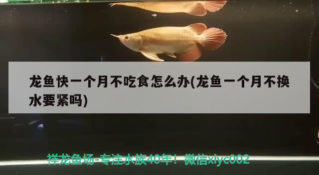 龍魚(yú)快一個(gè)月不吃食怎么辦(龍魚(yú)一個(gè)月不換水要緊嗎) 黃金達(dá)摩魚(yú)