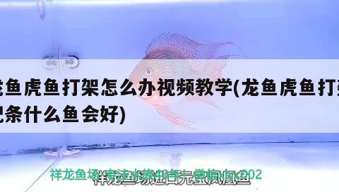 龍魚虎魚打架怎么辦視頻教學(龍魚虎魚打架配條什么魚會好)