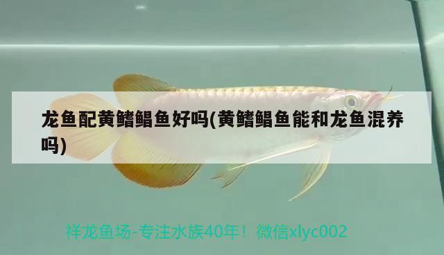 龍魚配黃鰭鯧魚好嗎(黃鰭鯧魚能和龍魚混養(yǎng)嗎)