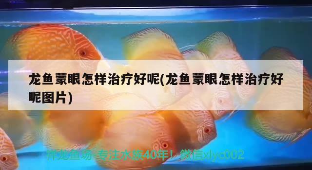 龍魚蒙眼怎樣治療好呢(龍魚蒙眼怎樣治療好呢圖片)