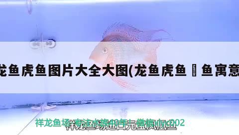 龍魚虎魚圖片大全大圖(龍魚虎魚魟魚寓意) 虎魚百科