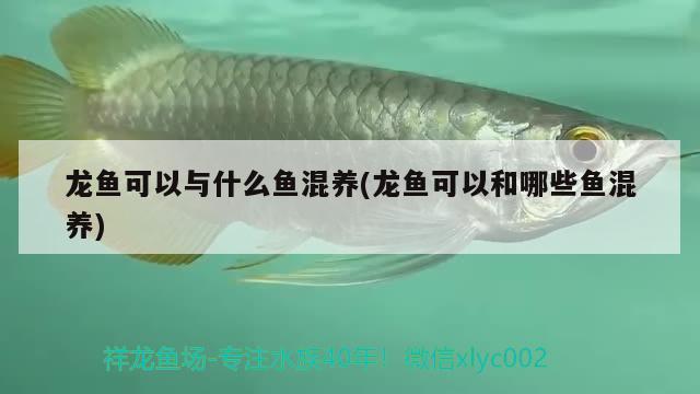 龍魚可以與什么魚混養(yǎng)(龍魚可以和哪些魚混養(yǎng))