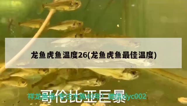 龍魚虎魚溫度26(龍魚虎魚最佳溫度)