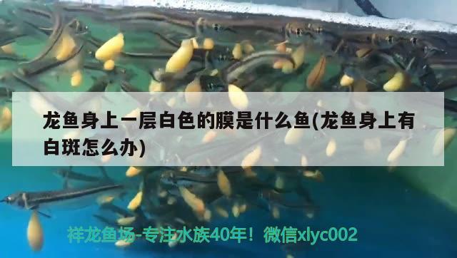 龍魚身上一層白色的膜是什么魚(龍魚身上有白斑怎么辦) 其他益生菌