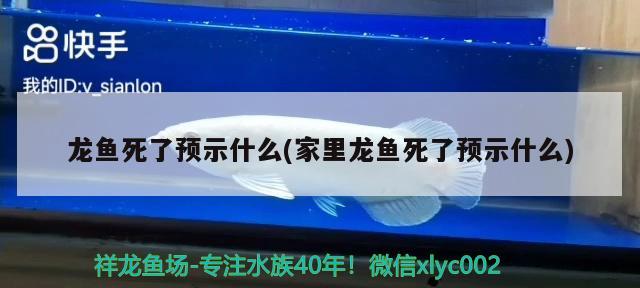 龍魚死了預(yù)示什么(家里龍魚死了預(yù)示什么)