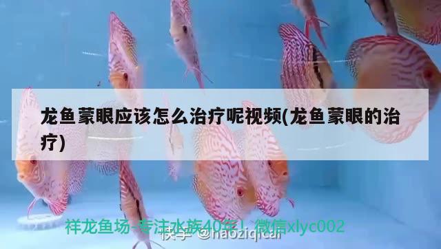 龍魚蒙眼應(yīng)該怎么治療呢視頻(龍魚蒙眼的治療)