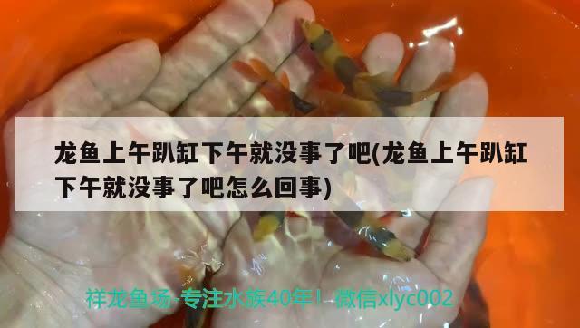 龍魚上午趴缸下午就沒事了吧(龍魚上午趴缸下午就沒事了吧怎么回事)