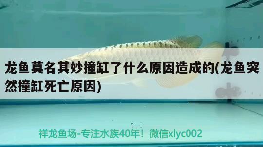 龍魚莫名其妙撞缸了什么原因造成的(龍魚突然撞缸死亡原因) 黑帝王魟魚