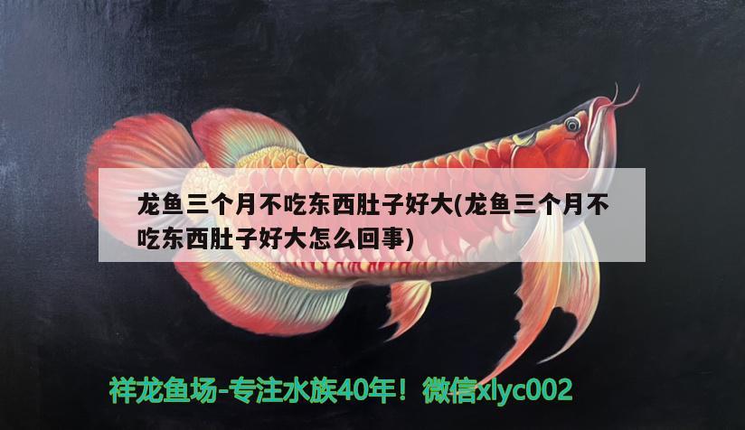 龍魚三個月不吃東西肚子好大(龍魚三個月不吃東西肚子好大怎么回事) 元寶鳳凰魚