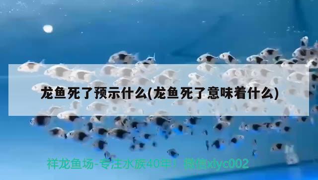 龍魚死了預(yù)示什么(龍魚死了意味著什么)