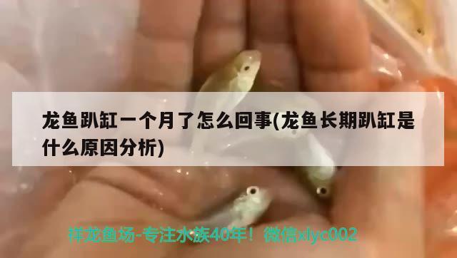 龍魚趴缸一個月了怎么回事(龍魚長期趴缸是什么原因分析) 藍底過背金龍魚 第2張