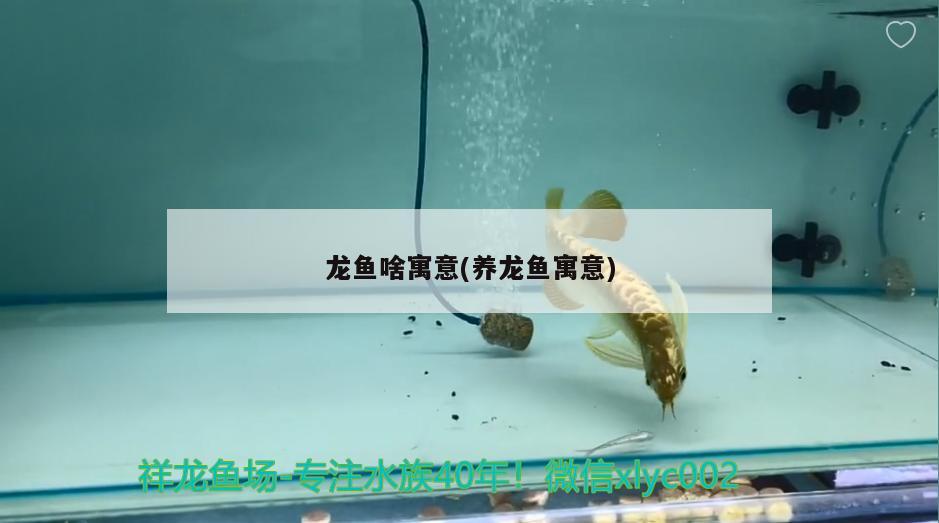 龍魚啥寓意(養(yǎng)龍魚寓意)